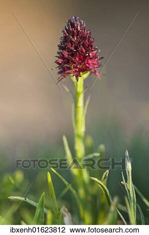 Black Vanilla Orchid (Nigritella nigra) View Large Photo Image Stock Image - Black Vanilla Orchid (Nigritella nigra). Fotosearch