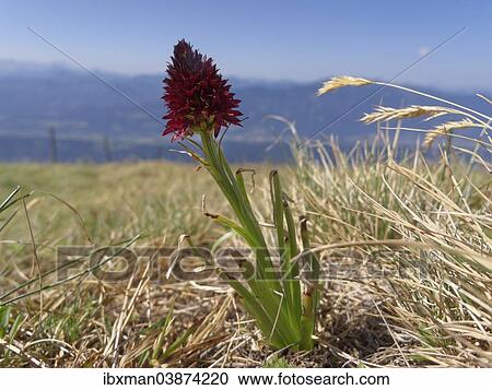 Stock Image - "Black Vanilla Orchid (Nigritella nigra), Carinthia, Austria, Europe". Fotosearch