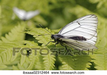 "Black-veined white (Aporia crataegi), Baikal, Siberia, Russian Federation, Eurasia" View Large Photo Image Picture - "Black-veined white (Aporia crataegi), Baikal, Siberia, Russian Federation, Eurasia". Fotosearch