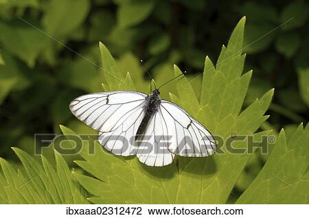 "Black-veined white (Aporia crataegi), Baikal, Siberia, Russian Federation, Eurasia" View Large Photo Image Stock Image - "Black-veined white (Aporia crataegi), Baikal, Siberia, Russian Federation, Eurasia". Fotosearch