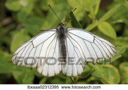 "Black-veined white (Aporia crataegi), Baikal, Siberia, Russian Federation, Eurasia" View Large Photo Image Stock Photography - "Black-veined white (Aporia crataegi), Baikal, Siberia, Russian Federation, Eurasia". Fotosearch