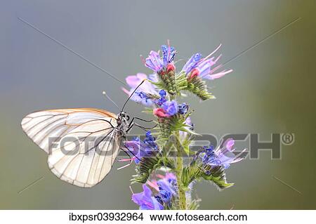 "Black-veined White Butterfly (Aporia crataegi), Tyrolean Oberland, Tyrol, Austria, Europe" View Large Photo Image Picture - "Black-veined White Butterfly (Aporia crataegi), Tyrolean Oberland, Tyrol, Austria, Europe". Fotosearch