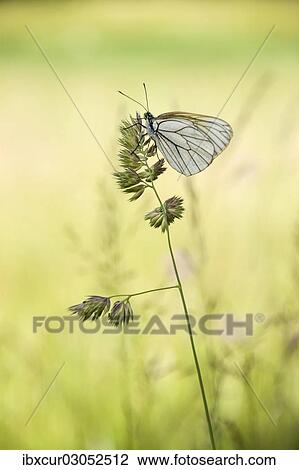 Stock Image - "Black-veined White butterfly (Aporia crataegi) on Cock's-foot or Orchard Grass (Dactylis glomerata), Thuringia, Germany, Europe". Fotosearch