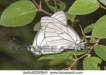 "Black-veined whites (Aporia crataegi), mating, near Lake Kerkini, Greece, Europe" View Large Photo Image Stock Image - "Black-veined whites (Aporia crataegi), mating, near Lake Kerkini, Greece, Europe". Fotosearch