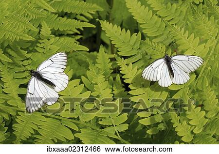 Stock Photograph - "Black-veined whites (Aporia crataegi), Baikal, Siberia, Russian Federation, Eurasia". Fotosearch