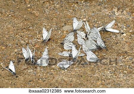 "Black-veined whites (Aporia crataegi), Baikal, Siberia, Russian Federation, Eurasia" View Large Photo Image Stock Photography - "Black-veined whites (Aporia crataegi), Baikal, Siberia, Russian Federation, Eurasia". Fotosearch