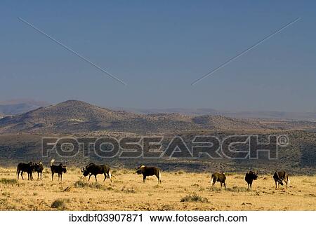 "Black Wildebeest (Connochaetes gnou), Bank Mountains at the back, Eastern Cape, South Africa, Africa" View Large Photo Image Stock Image - "Black Wildebeest (Connochaetes gnou), Bank Mountains at the back, Eastern Cape, South Africa, Africa". Fotosearch