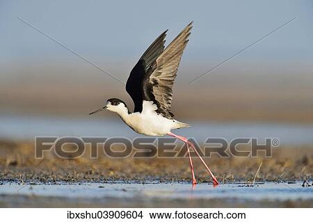 Picture - "Black-winged Stilt (Himantopus himantopus), taking off, Burgenland, Austria, Europe". Fotosearch