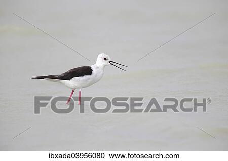 Stock Image - "Black-winged Stilt (Himantopus himantopus) standing in shallow water, Lake Neusiedl, Burgenland, Austria, Europe". Fotosearch