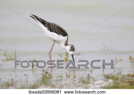"Black-winged Stilt (Himantopus himantopus), young bird, Lake Neusiedl, Burgenland, Austria, Europe" View Large Photo Image Stock Image - "Black-winged Stilt (Himantopus himantopus), young bird, Lake Neusiedl, Burgenland, Austria, Europe". Fotosearch