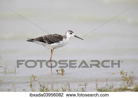 "Black-winged Stilt (Himantopus himantopus), young bird, Lake Neusiedl, Burgenland, Austria, Europe" View Large Photo Image Stock Image - "Black-winged Stilt (Himantopus himantopus), young bird, Lake Neusiedl, Burgenland, Austria, Europe". Fotosearch