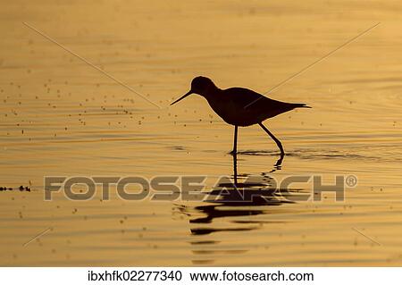 Stock Image - "Black-winged stilt (Himantopus himantopus), Etosha National Park, Namibia, Africa". Fotosearch