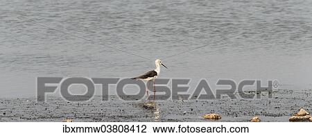 "Black-winged Stilt (Himantopus himantopus), Klein Namutoni water-hole, Etosha National Park, Namibia, Africa" View Large Photo Image Stock Image - "Black-winged Stilt (Himantopus himantopus), Klein Namutoni water-hole, Etosha National Park, Namibia, Africa". Fotosearch