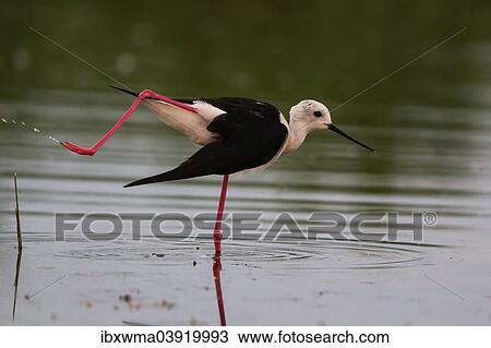 Stock Image - "Black-winged Stilt (Himantopus himantopus), Lake Neusiedl, Austria, Europe". Fotosearch