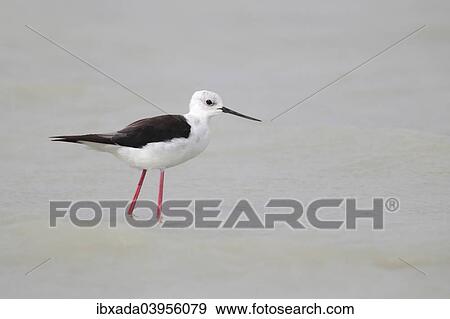 Stock Photo - "Black-winged Stilt (Himantopus himantopus) standing in shallow water, Lake Neusiedl, Burgenland, Austria, Europe". Fotosearch
