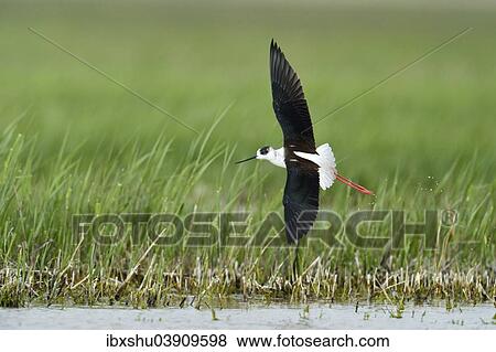 Stock Photo - "Black-winged Stilt (Himantopus himantopus), taking off, Burgenland, Austria, Europe". Fotosearch