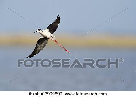 Stock Photo - "Black-winged Stilt (Himantopus himantopus), in flight, Burgenland, Austria, Europe". Fotosearch