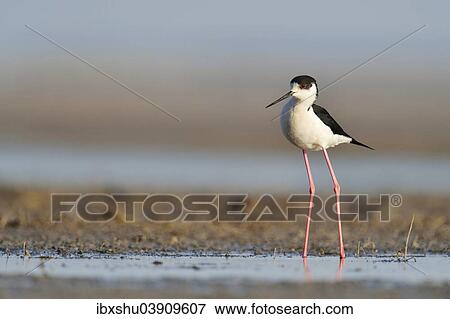 Stock Photo - "Black-winged Stilt (Himantopus himantopus), Burgenland, Austria, Europe". Fotosearch