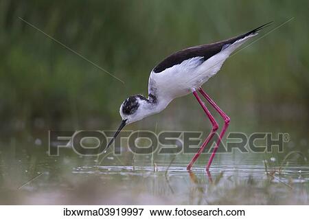 Stock Photo - "Black-winged Stilt (Himantopus himantopus) foraging, Lake Neusiedl, Austria, Europe". Fotosearch
