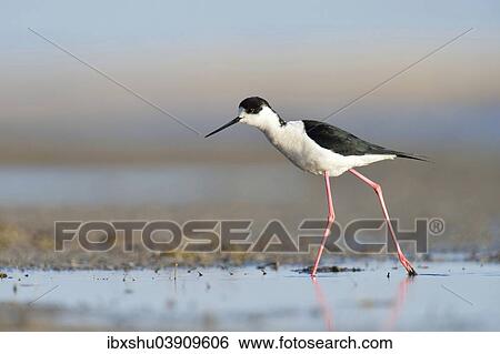 Stock Photograph - "Black-winged Stilt (Himantopus himantopus), Burgenland, Austria, Europe". Fotosearch