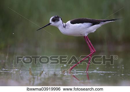 Stock Photograph - "Black-winged Stilt (Himantopus himantopus) foraging, Lake Neusiedl, Austria, Europe". Fotosearch