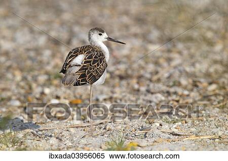 Stock Photography - "Black-winged Stilt (Himantopus himantopus) young bird on a rocky shore, Lake Neusiedl, Burgenland, Austria, Europe". Fotosearch