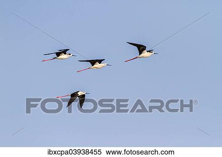 Stock Photography - "Black-winged Stilt or Common Stilt (Himantopus himantopus), in flight, Seewinkel, Burgenland, Austria, Europe". Fotosearch