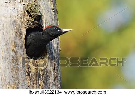 "Black Woodpecker (Dryocopus martius), young bird looking out of the nest hole, Biebrza National Park, Poland, Europe" View Large Photo Image Picture - "Black Woodpecker (Dryocopus martius), young bird looking out of the nest hole, Biebrza National Park, Poland, Europe". Fotosearch
