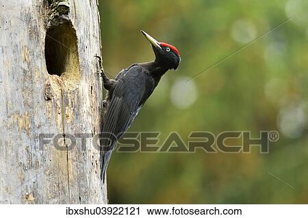 Stock Image - "Black Woodpecker (Dryocopus martius) at the nest hole, Biebrza National Park, Poland, Europe". Fotosearch