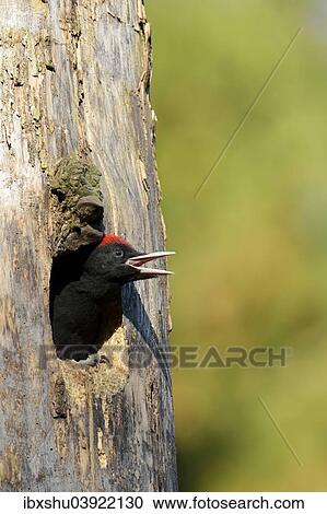 "Black Woodpecker (Dryocopus martius), young bird looking out of the nest hole, screaming, Biebrza National Park, Poland, Europe" View Large Photo Image Stock Image - "Black Woodpecker (Dryocopus martius), young bird looking out of the nest hole, screaming, Biebrza National Park, Poland, Europe". Fotosearch