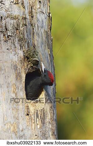 Stock Image - "Black Woodpecker (Dryocopus martius), young bird looking out of the nest hole, Biebrza National Park, Poland, Europe". Fotosearch