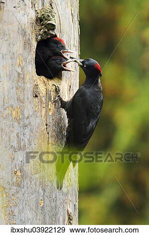 Stock Photo - "Black Woodpecker (Dryocopus martius) feeding chicks at the nest hole, Biebrza National Park, Poland, Europe". Fotosearch