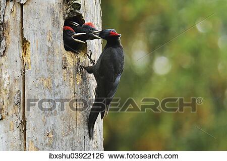 "Black Woodpecker (Dryocopus martius) feeding chicks at the nest hole, Biebrza National Park, Poland, Europe" View Large Photo Image Stock Photograph - "Black Woodpecker (Dryocopus martius) feeding chicks at the nest hole, Biebrza National Park, Poland, Europe". Fotosearch