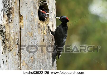 Stock Photography - "Black Woodpecker (Dryocopus martius) feeding chicks at the nest hole, Biebrza National Park, Poland, Europe". Fotosearch