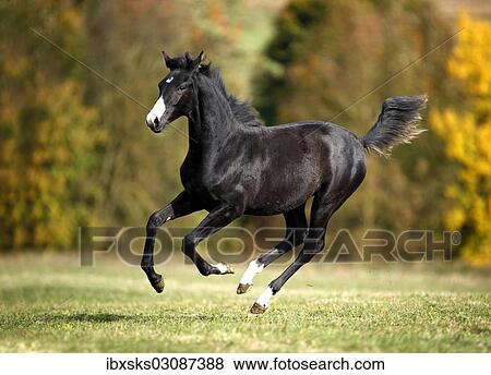 "Black Wuerttemberg foal, galloping across an autumnal meadow, Satteldorf, Hohenlohe, Baden-Wurttemberg, Germany, Europe" View Large Photo Image Stock Photo - "Black Wuerttemberg foal, galloping across an autumnal meadow, Satteldorf, Hohenlohe, Baden-Wurttemberg, Germany, Europe". Fotosearch