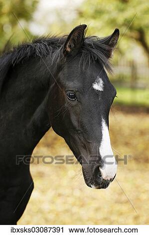 Stock Image - "Black Wuerttemberg foal, portrait, Satteldorf, Hohenlohe, Baden-Wurttemberg, Germany, Europe". Fotosearch
