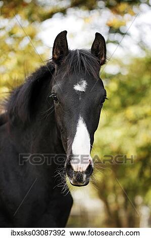 "Black Wuerttemberg foal, portrait, Satteldorf, Hohenlohe, Baden-Wurttemberg, Germany, Europe" View Large Photo Image Stock Image - "Black Wuerttemberg foal, portrait, Satteldorf, Hohenlohe, Baden-Wurttemberg, Germany, Europe". Fotosearch