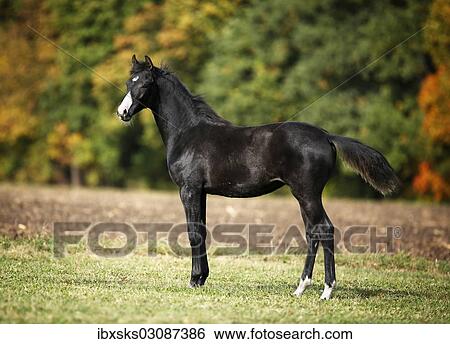 "Black Wuerttemberg foal, standing on an autumnal meadow, Satteldorf, Hohenlohe, Baden-Wurttemberg, Germany, Europe" View Large Photo Image Stock Photograph - "Black Wuerttemberg foal, standing on an autumnal meadow, Satteldorf, Hohenlohe, Baden-Wurttemberg, Germany, Europe". Fotosearch