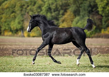 "Black Wuerttemberg foal, trotting across a meadow, Satteldorf, Hohenlohe, Baden-Wurttemberg, Germany, Europe" View Large Photo Image Stock Photo - "Black Wuerttemberg foal, trotting across a meadow, Satteldorf, Hohenlohe, Baden-Wurttemberg, Germany, Europe". Fotosearch