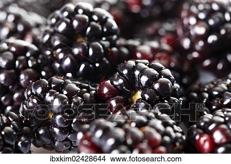 "Blackberries (Rubus sectio Rubus), close-up" View Large Photo Image Picture - "Blackberries (Rubus sectio Rubus), close-up". Fotosearch
