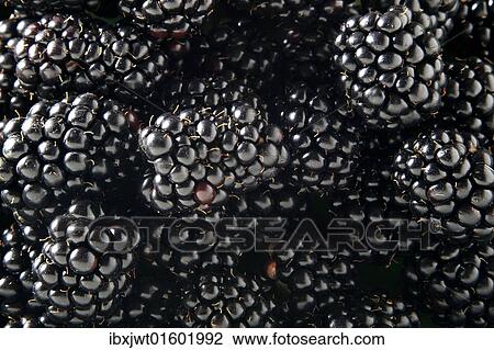 Blackberries (Rubus sectio Rubus) View Large Photo Image Stock Image - Blackberries (Rubus sectio Rubus). Fotosearch