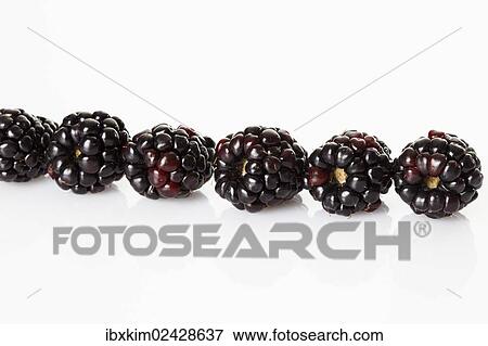 Blackberries (Rubus sectio Rubus) View Large Photo Image Stock Photo - Blackberries (Rubus sectio Rubus). Fotosearch