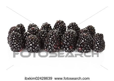 Blackberries (Rubus sectio Rubus) View Large Photo Image Stock Photo - Blackberries (Rubus sectio Rubus). Fotosearch