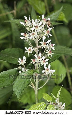 Stock Image - "Blackberry (Rubus fruticosus), inflorescence, Untergroningen, Abtsgmuend, Baden-Wurttemberg, Germany, Europe". Fotosearch