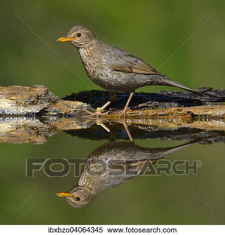 "Blackbird (Turdus merula), female at the bird bath with reflection, Kiskunsag National Park, Hungary, Europe" View Large Photo Image Stock Photography - "Blackbird (Turdus merula), female at the bird bath with reflection, Kiskunsag National Park, Hungary, Europe". Fotosearch