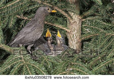 "Blackbird (Turdus merula), female perched on nest with nestlings, Untergroningen, Abtsgmuend, Baden-Wurttemberg, Germany, Europe" View Large Photo Image Stock Photo - "Blackbird (Turdus merula), female perched on nest with nestlings, Untergroningen, Abtsgmuend, Baden-Wurttemberg, Germany, Europe". Fotosearch