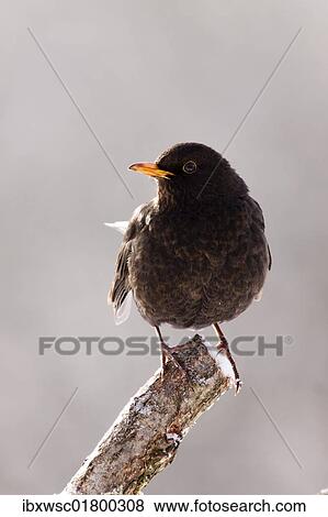 "Blackbird (Turdus merula), female" View Large Photo Image Stock Photo - "Blackbird (Turdus merula), female". Fotosearch