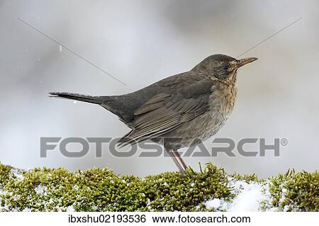 Stock Photograph - "Blackbird (Turdus merula), female, Bulgaria, Europe". Fotosearch
