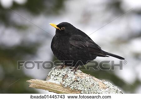 Blackbird (Turdus merula) male on a lichen-covered branch in winter View Large Photo Image Stock Image - Blackbird (Turdus merula) male on a lichen-covered branch in winter. Fotosearch