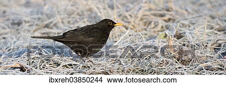 "Blackbird (Turdus merula), male, Tyrol, Austria, Europe" View Large Photo Image Picture - "Blackbird (Turdus merula), male, Tyrol, Austria, Europe". Fotosearch